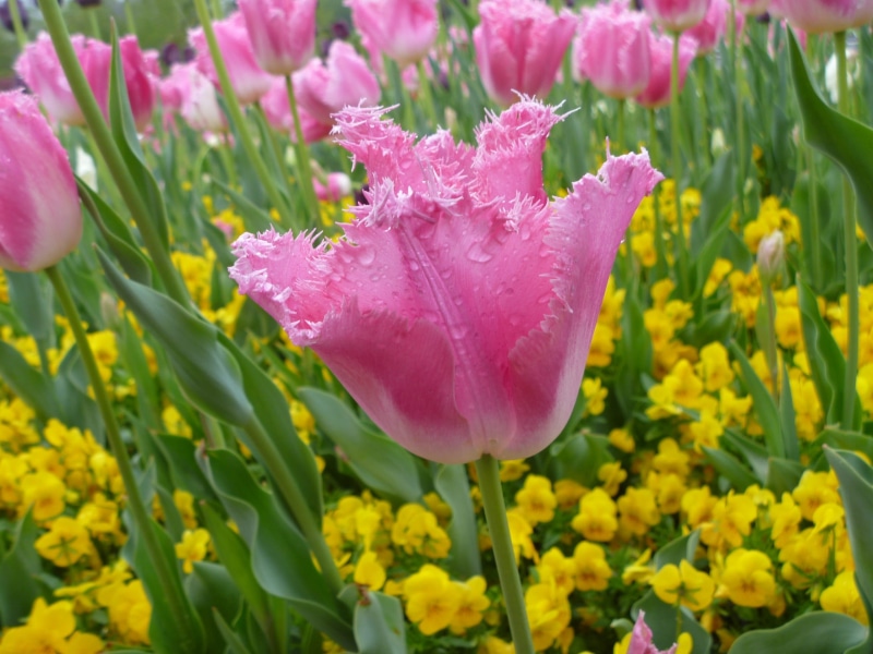 no people, Pink, Spring, flowerbed, vulnerability, beauty in nature, gardening, Tulip, drop, wet, springtime, outdoors, dew, garden, Flower, nature, Yellow