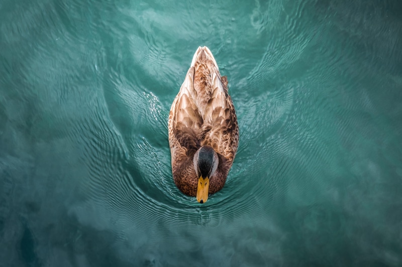 mammal, river, high angle view, from above, day, waterfowl, animal, european, lucerne, switzerland, beak, nature, duck, swimming, feathers, one animal