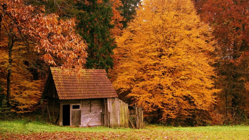 nature, field, 1080P, orange color, house, shed, leaves, autumn collection, fall, brown, outdoors, day, plant, tree, building exterior, autumn, building