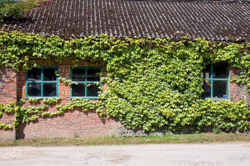 1080P, outdoors, built structure, building, roof, sunlight, outbuilding, creeper plant, house, shed, architecture, no people, growth, wall - building feature