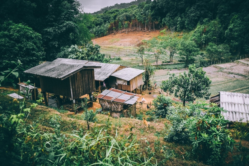 building, residential district, landscape, bamboo, dog, land, rural scene, built structure, trees, village, day, architecture, hill, 2K, green color, outdoors