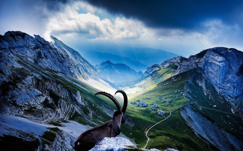  goat, land, green, landscape, switzerland, nature, desktop, outdoors, beauty in nature, peaks, pilatus, mountain, tranquility, non-urban scene