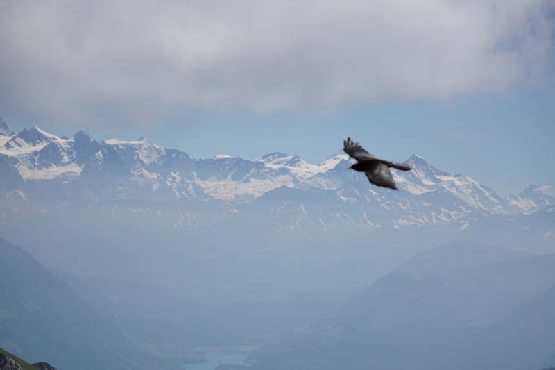 vertebrate, mountain, snowcapped mountain, mountains, alpnach, flying, mount pilatus, animal themes, cloud - sky, mid-air, switzerland, tranquil scene