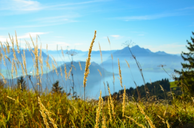 pilatus, lake lucerne region, stalk, field, landscape, foresight, 4K, hiking, tranquil scene, beauty in nature, switzerland, vouch stock, timothy grass