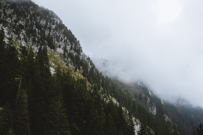 mist, green color, mount pilatus, tranquility, plant, no people, evergreen, mountain, aerial, beauty in nature, pine tree, mountain range, fog, green, crest