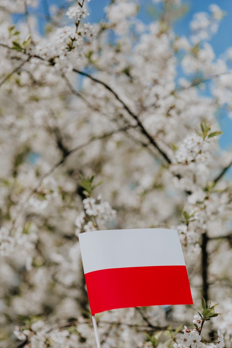 flaga, springtime, pole, Poland, eu, blossom, polska, cherry blossom, focus on foreground, day, outdoors, flower, plant, tree, flag, no people, freshness