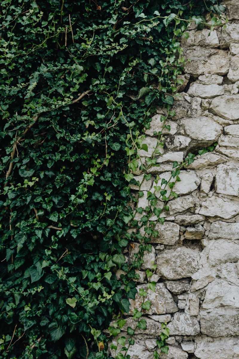tree, capital, travel, town, first, wall, city, stone wall, polish, creeper plant, nature, leaf, ivy, growth, karkow, plant part, cracow, day, architecture