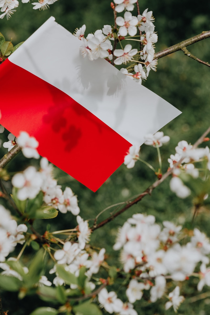 communication, flag, Poland, 4K, beauty in nature, independence, flower, Europe, hanging, no people, polish, tree, pole, nature, focus on foreground, red
