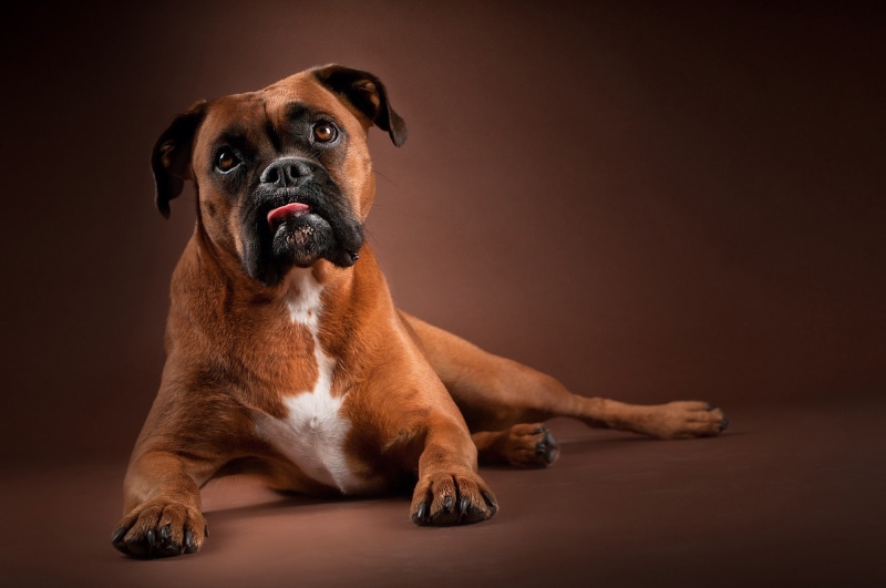 Dogs, Pet, Boxer (Dog), Boxer, Dog, 1080P