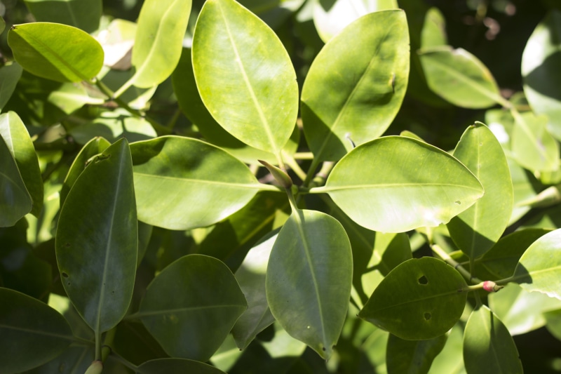 yogyakarta, focus on foreground, sunlight, forest, 5K, kulonprogo, plant part, green color, indonesia, leaves, close-up, nature, temon, freshness, tree