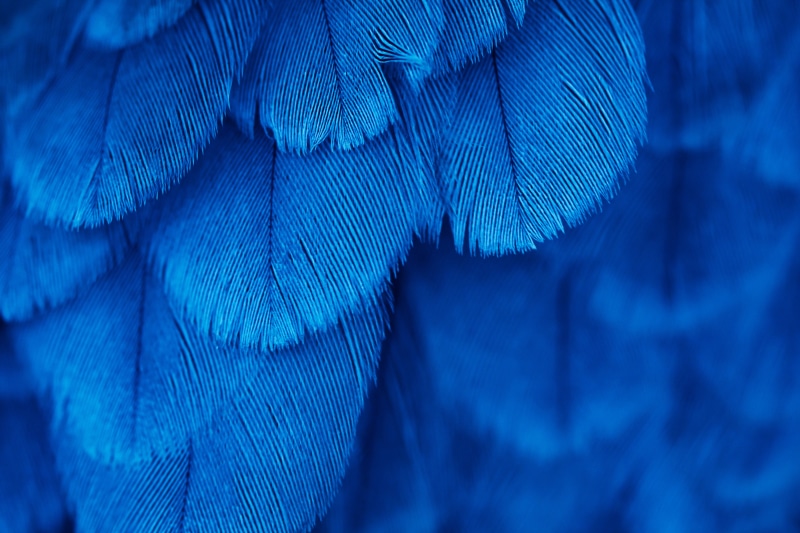 vertebrate, blue, textile, no people, animals In The Wild, jeans, parrot, vibrant Color, 5K, backgrounds, feather, animal Wing, macro, beak, close-up