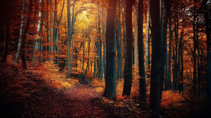 tranquility, sunset, light - Natural Phenomenon, orange Color, colors, yellow, leaf, brown, gold Colored, fall, branch, color Image, rural Scene, bush