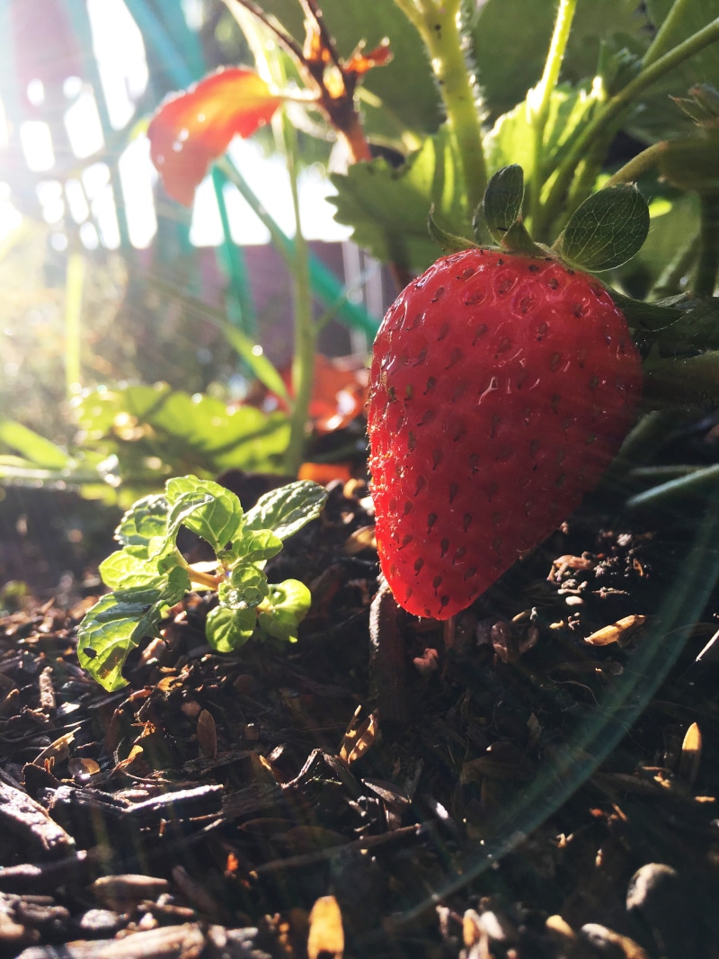 growth, sunlight, fruit, 4K, healthy eating, field, strawberry, day, beauty in nature, nature, torrance, freshness, gardening, garden, plants, food and drink