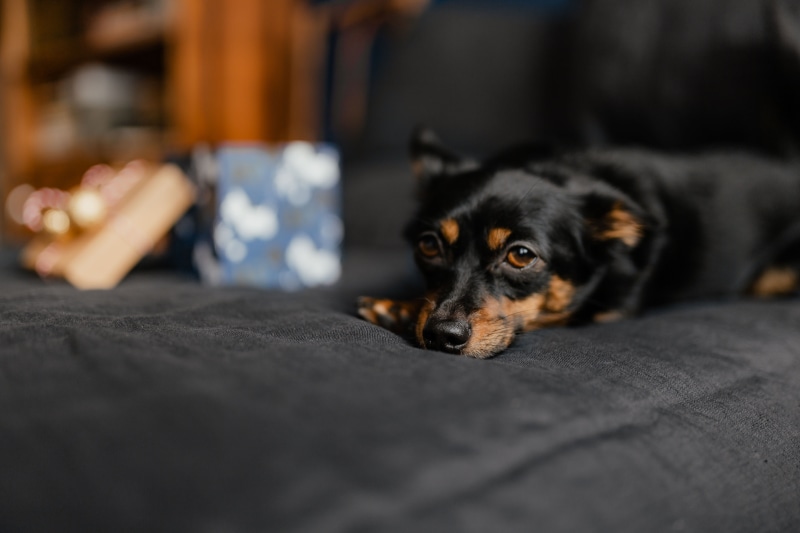 one animal, lying down, bedding, bedroom, indoors, black, small, bed, people, pet, mammal, purebred dog, domestic, animal, puppy, cute dog, relaxation