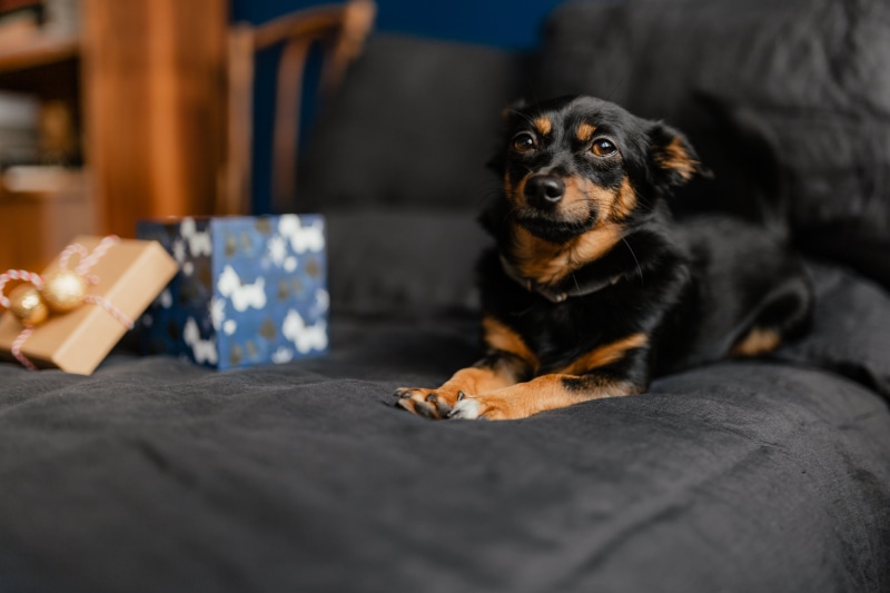 selective focus, bedding, cute dog, canine, 5K, gifts, on bed, one animal, xmas, small dog, puppy, domestic room, small, black color, black, december