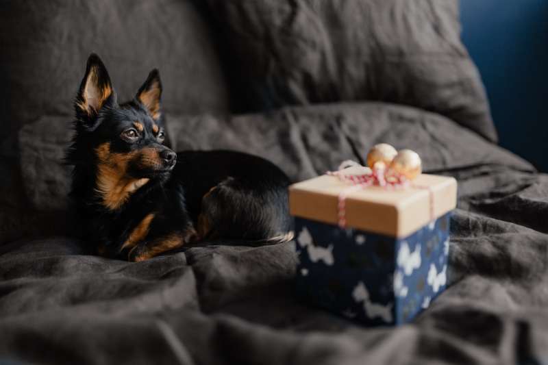 sofa, young animal, selective focus, puppy, bedroom, pets, bedding, small dog, cute, chihuahua - dog, 5K, on bed, indoors, december, xmas, christmas, bed