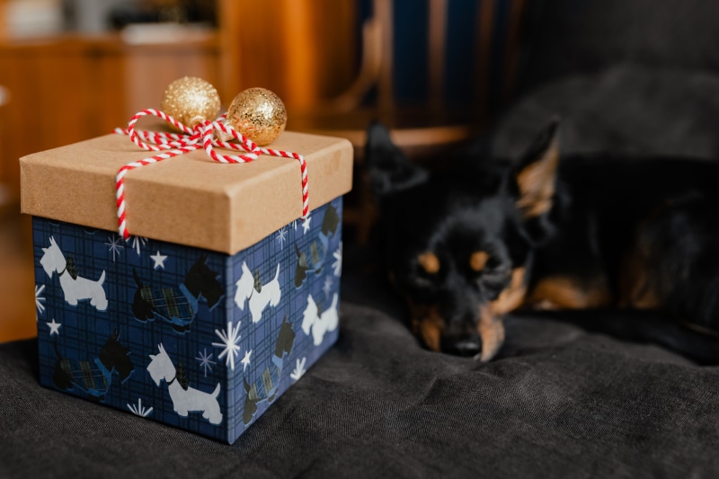 on bed, bed, canine, domestic room, 5K, container, box - container, gift, puppy, xmas, cute dog, pets, holiday, small dog, little, indoors, domestic, bedroom