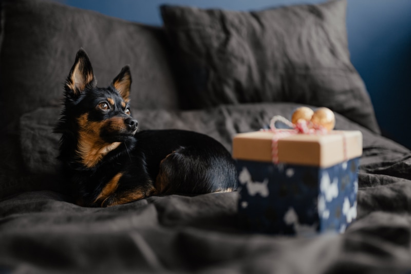 small dog, relaxation, present, mammal, furniture, indoors, bed, lying down, no people, small, dog, domestic room, on bed, box, puppy, animal themes, cute