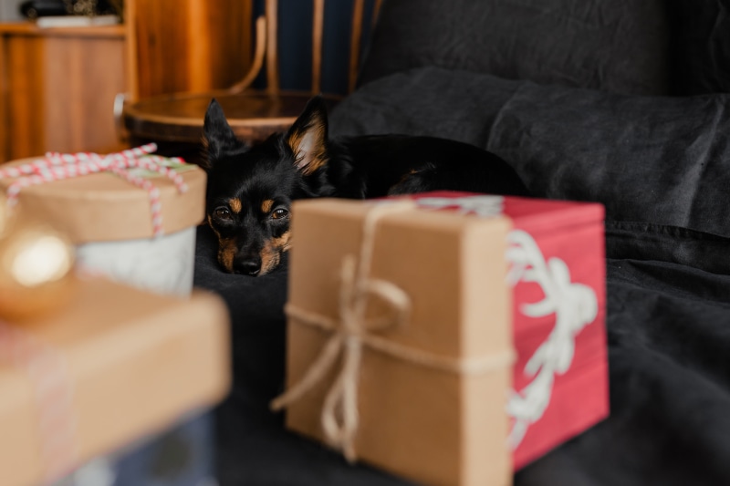 on bed, pet, domestic animals, sofa, domestic room, animal themes, cute, bedding, christmas, vertebrate, 4K, dog, bed, bedroom, animal, gifts, little