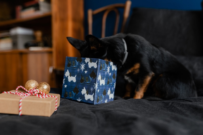 black, domestic room, indoors, small, domestic cat, lying down, pets, bedroom, furniture, december, domestic animals, no people, pet, one animal, home interior
