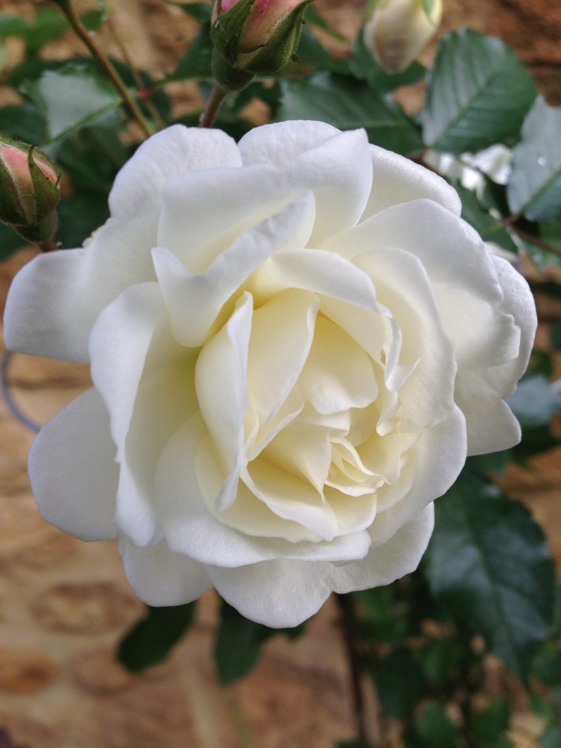 Bloom, ivory, beauty in nature, 2K, flowering plant, david austin, flower head, freshness, rose, growth, outdoors, day, Flower, white, no people, nature