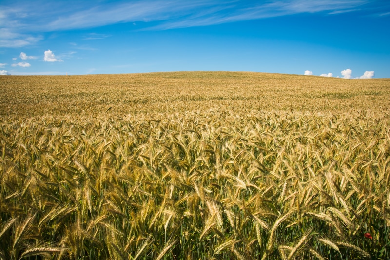 kolos, seeds, calm, rye, yellow, land, a lot, environment, leaf, spikes, summer, green, beauty in nature, plant, landscape, grass, field, no people, rural scene