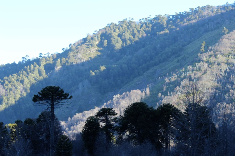 green color, pine tree, day, tranquility, coniferous tree, scenics - nature, sky, mountain, beauty in nature, 4K, idyllic, chile, forest, tree, land, novena regin