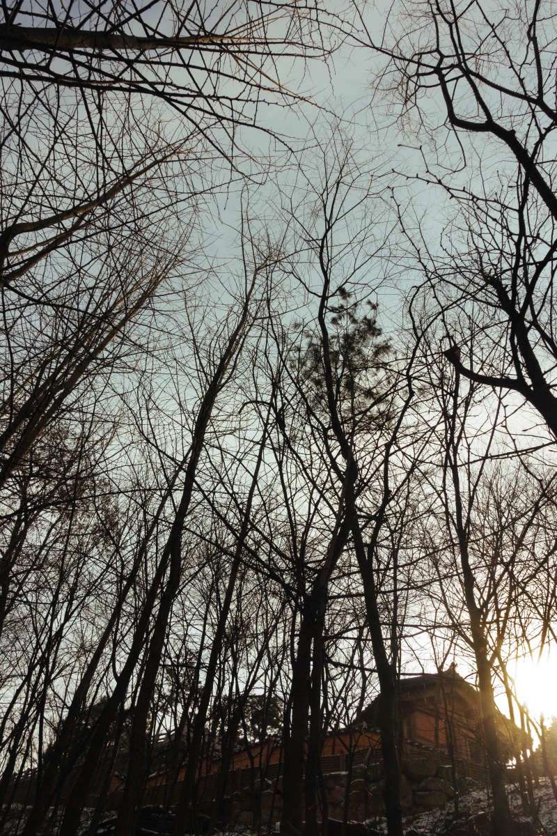 architecture, republic of korea, branch, 5K, silhouette, section, wood, winter, heukseok-dong, no people, seoul, land, outdoors, dharma four, building exterior