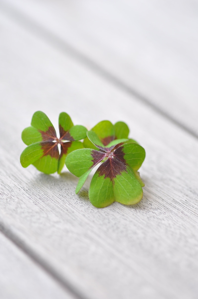 plant, klee, leaves, green, beauty in nature, lucky clover, day, table, flower, clover, food and drink, brown, 2K, four leaf clover, close-up, botany