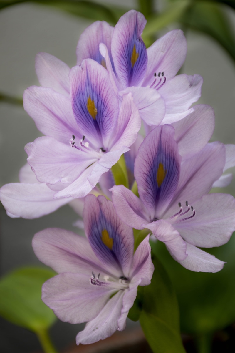 water plants, light, flower head, day, pea flowers, the green, no people, auspicious purple, flowering plant, drops, cho, the darkness, vanda, plant, the zoom