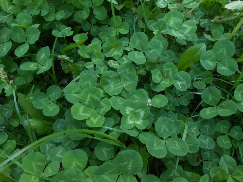 directly above, green, lucky clover, plant, outdoors, raindrop, green color, auspicious symbols, day, nature, backgrounds, lush foliage, clover, no people