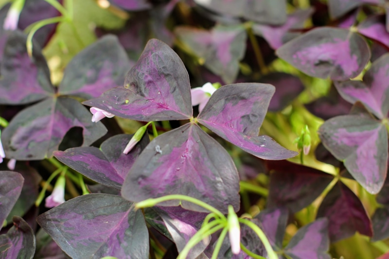 wet, luck, no people, water, springtime, drop, dew, raindrop, flower, growth, leaf, four leaf clover, rain, auspicious symbols, oxalis triangularis, close-up