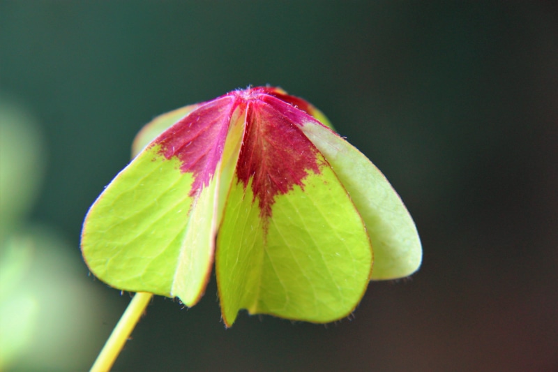 auspicious symbols, green color, freshness, red, plant, forest, flower, growth, four leaf clover, beginnings, flower head, no people, 2K, luck, klee, testing