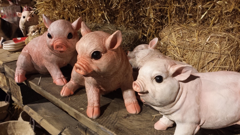 auspicious symbols, lucky pig, new years eve, day, livestock, pigs, sylvester, no people, farm, agriculture, animal, herbivorous, young animal, lucky charm