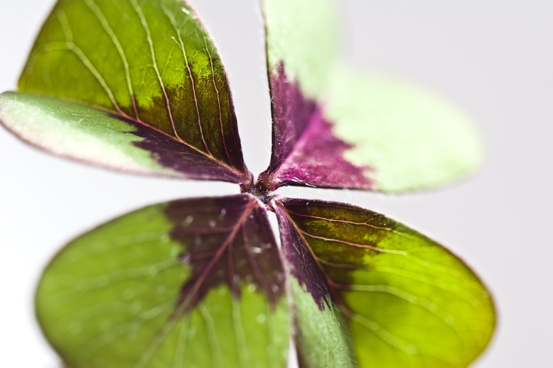 selective focus, leaves, shallow, four leaf clover, white background, healthy eating, food, wellbeing, shamrocks, purple, klee, green color, forest, close-up