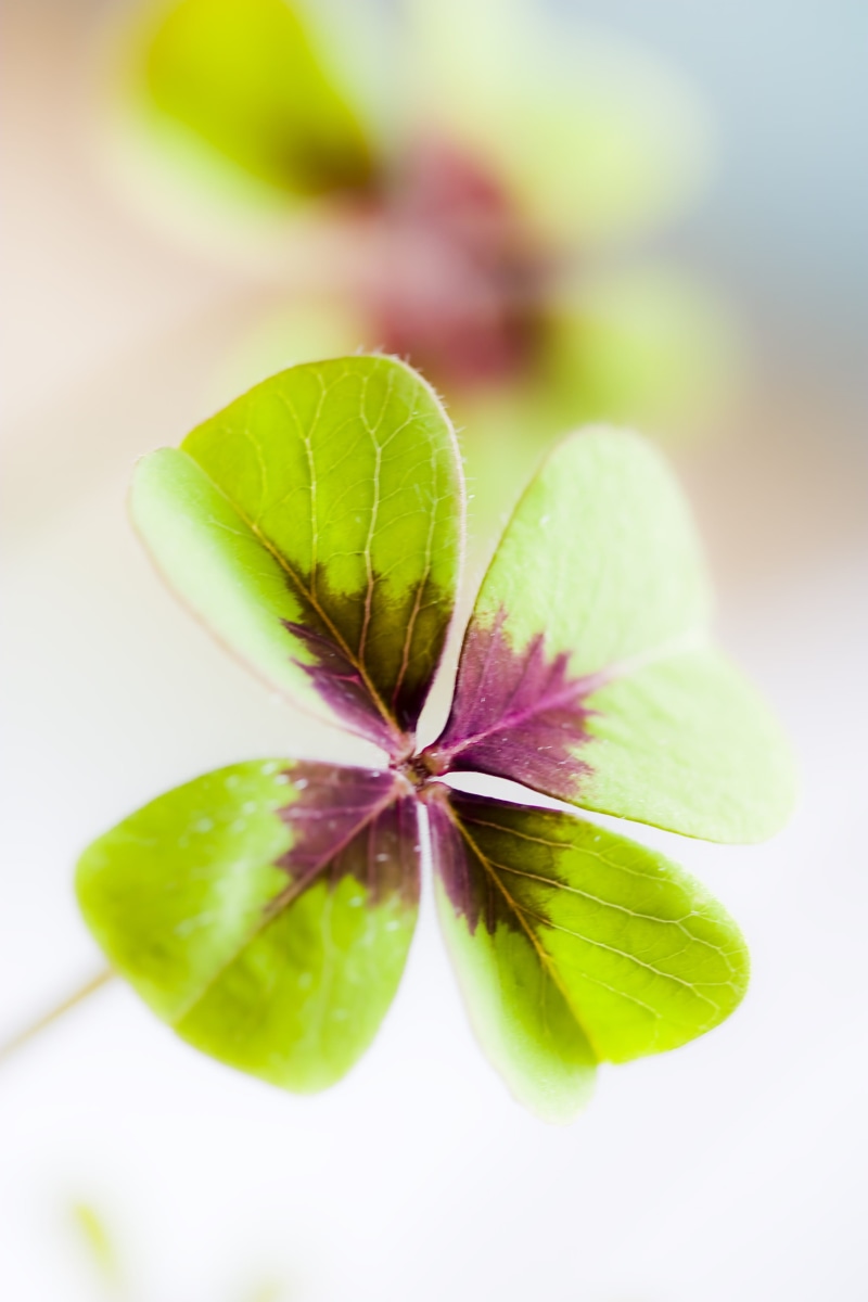 green, vulnerability, leaves, Lucky Charm, auspicious symbols, no people, fragility, focus on foreground, growth, 2K, luck, shamrocks, day, petal, inflorescence