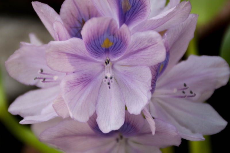 thai orchid flowers, selective focus, gloomy, the darkness, flower garden, refreshing, flowers purple heart, nature, purple flowers, orchids, freshness