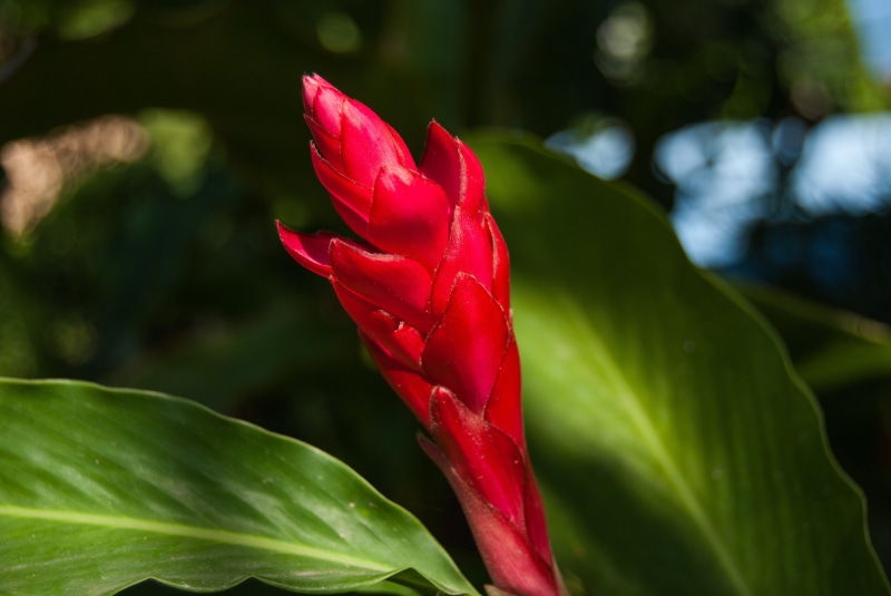 beauty in nature, fragility, flowering plant, petal, the zoom, plant part, plant, vulnerability, natural, day, dong flowers, kind of wood, nature, green color