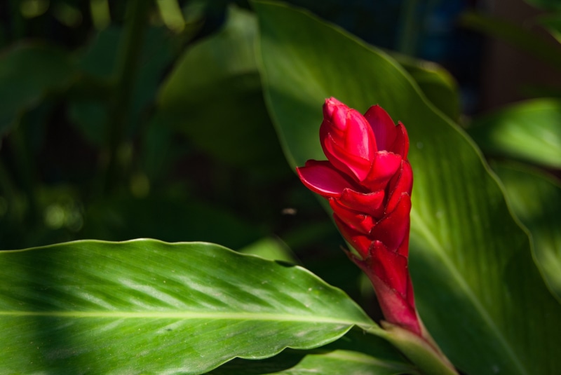 green color, pretty, petal, dong flowers, fragility, kind of wood, flower head, plant part, red flowers, flowers, close-up, leaf