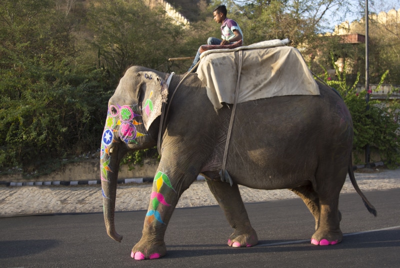 animal trunk, traditional, cheerful, outdoors, one person, riding, festival, pets, domestic animals, real people, hindu, auspicious, india, domestic, elephant