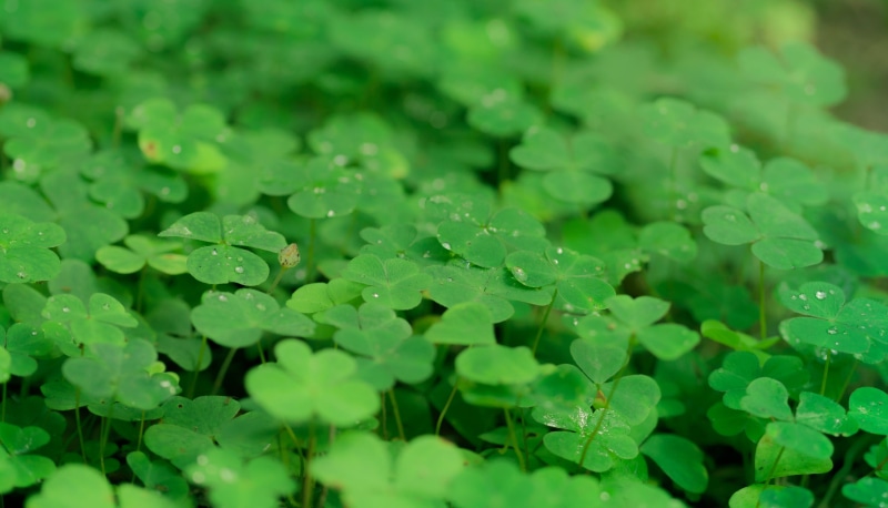 herb, lucky clover, clover, new years day, lucky charm, drop, leaf, growth, no people, green clover, forest, klee, vierblättrig, plant part, beauty in nature