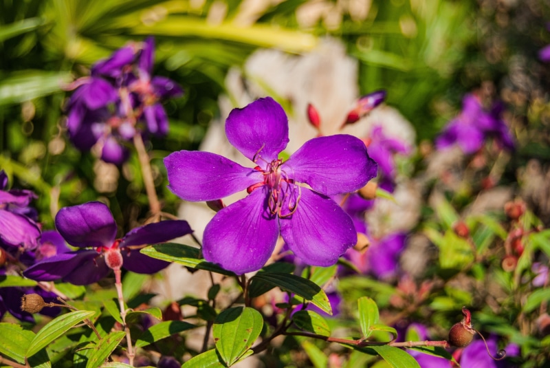 natural, insect, flowers, nature, beauty in nature, dong flowers, petal, auspicious purple, purple flowers, close-up, flower, pollen