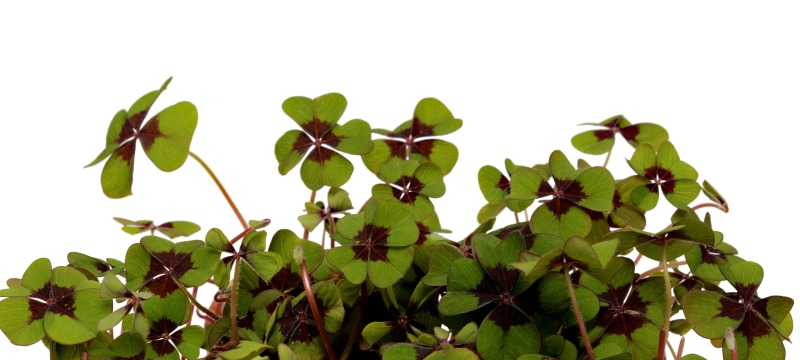 flowering plant, auspicious symbols, green, freshness, new years greetings, plant part, decoration, birthday, new years eve 2018, nature, the turn of the year 2018