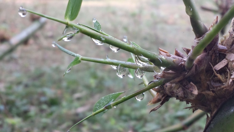 wet, raindrop, drop, growth, green color, dew, branch, close-up, day, outdoors, nature, beauty in nature, focus on foreground, rain, tree, no people, bappa
