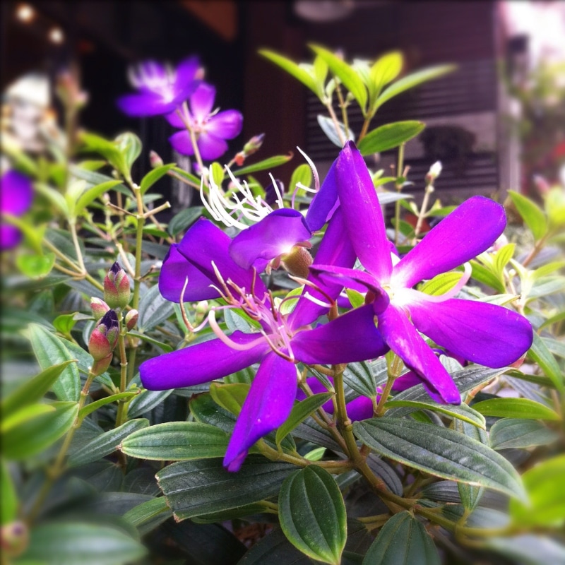 leaf, growth, vulnerability, close-up, Flowers, plant, nature, flower head, fragility, day, beauty in nature, auspicious purple, flower, plant part, Purple