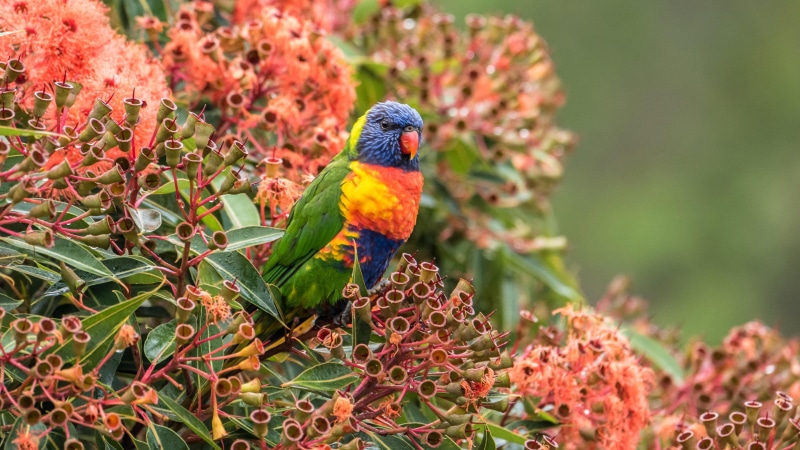 loriket, beautyful, lorikeet, 4K, parrot, flowers, amazing, bird, multicolored