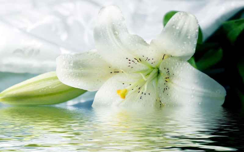 1080P, nature, 3d and abstract, flower, lilies, beautyful, white