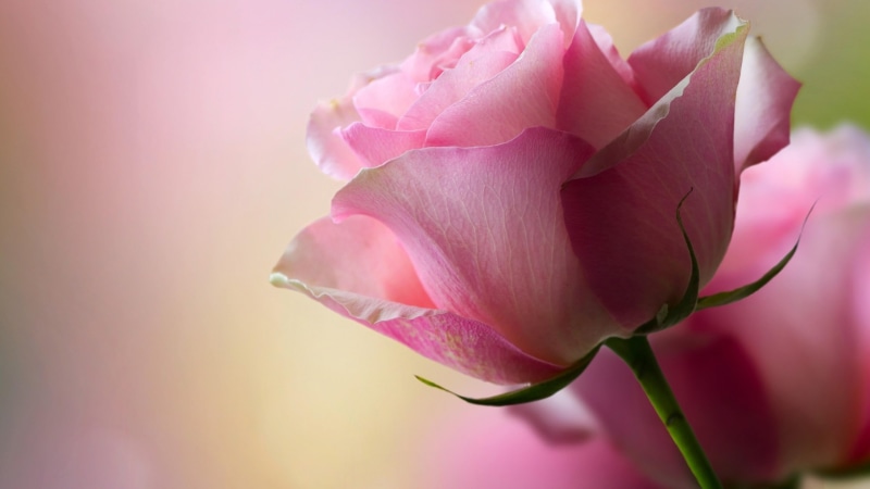 flowering plant, springtime, selective focus, softness, flower arrangement, blurry, focus on foreground, flower, flower head, studio shot, beautyful, pink color