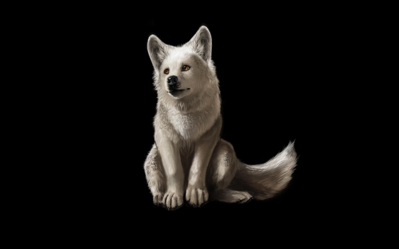 beautyful, predator, wolf, 1080P, gray, animals, little, artwork, arctic, white