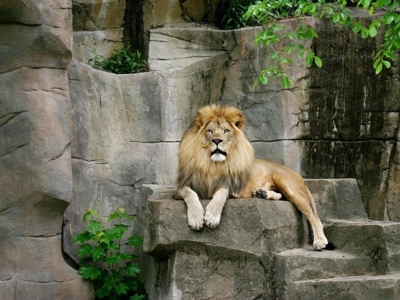 vertebrate, animal themes, Lion, beautyful, animal, zoo, nature, outdoors, brown, solid, feline, day, Animals, rock - object, one animal, animals in captivity